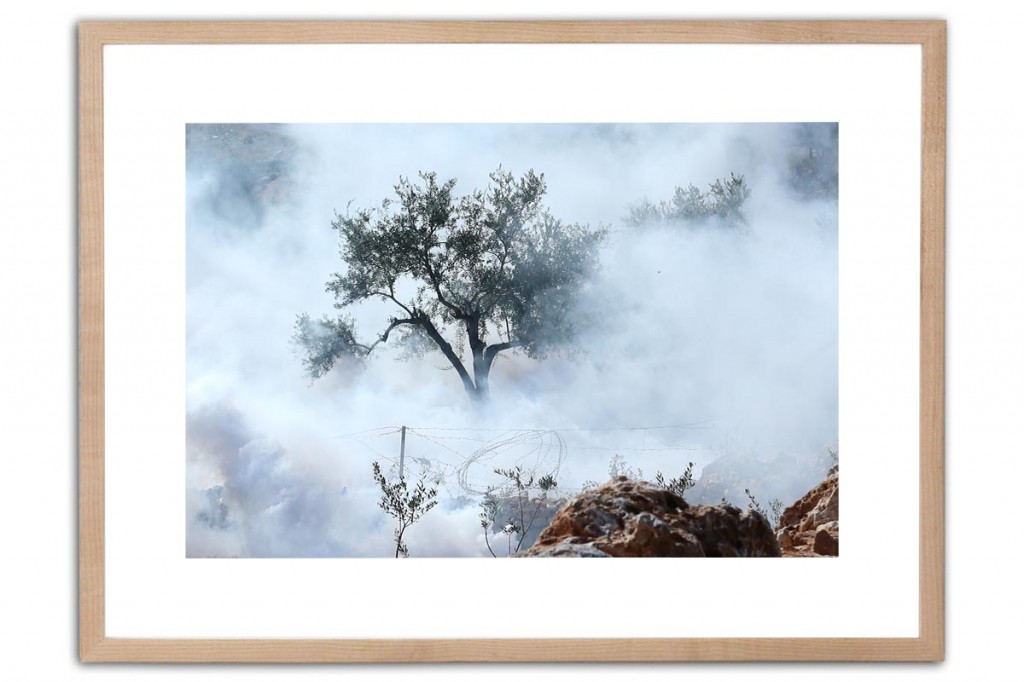 Olive tree | Photography, Inkjet Print on Fine Art paper, 42x59cm | IMG_4212