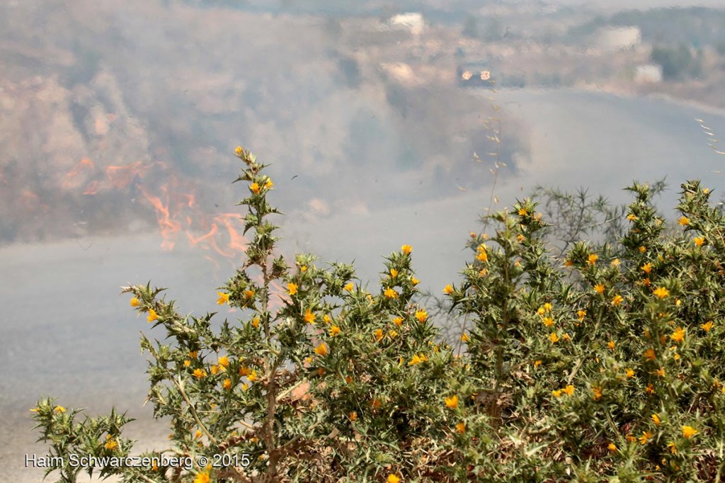 Nabi Saleh 26/06/2015 | IMG_8008