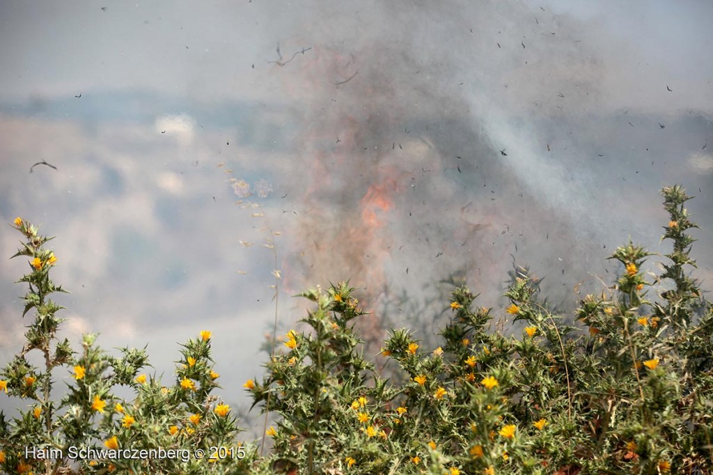 Nabi Saleh 26/06/2015 | IMG_8010