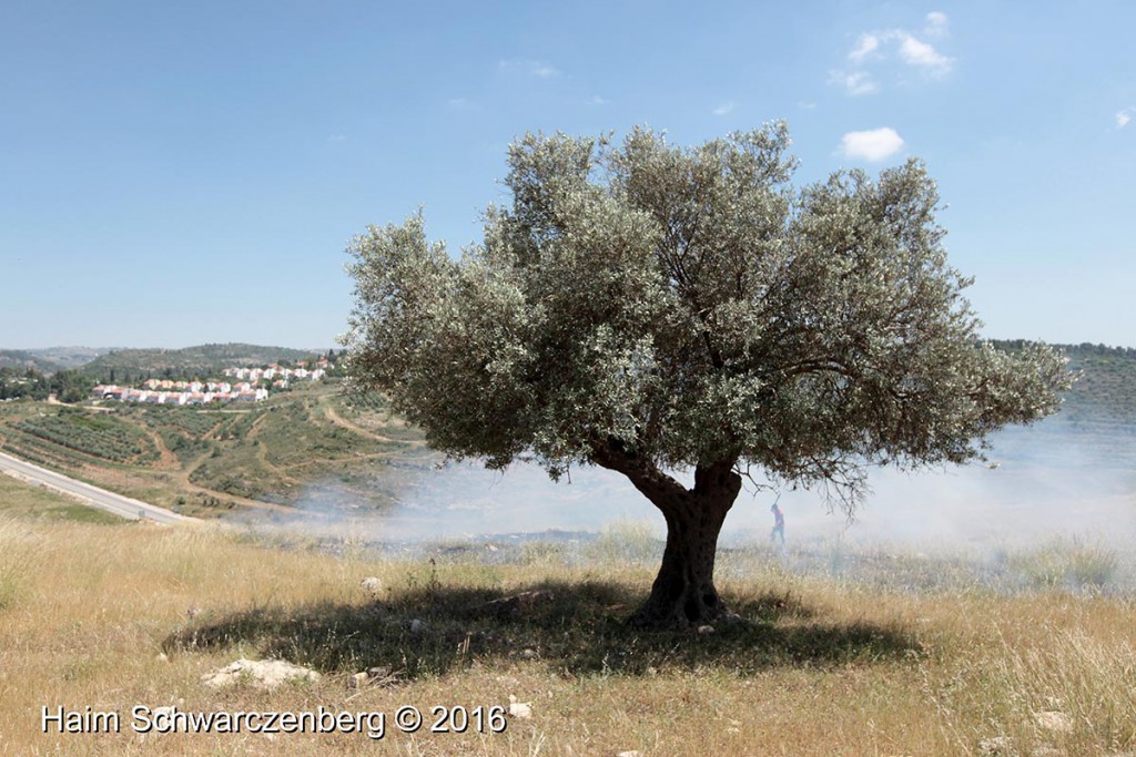 Nabi Saleh 29/04/2016 | IMG_3208